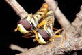 Mate insect hoverfly flies