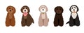 Maltipoo, australian labradoodle and poodle cartoon dogs set illustration. Royalty Free Stock Photo