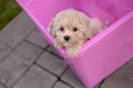 Maltipoo dog. Adorable Maltese and Poodle mix Puppy