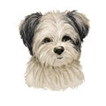 Maltipoo dog digital art illustration isolated on white Royalty Free Stock Photo