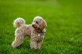 Maltipoo dog on the green lawn in the park