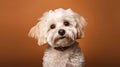 Maltipoo dog grooming.Maltipoo dog portrait after grooming. Horizontal banner poster background. Copy space. Photo texture AI