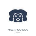 Maltipoo dog icon. Trendy flat vector Maltipoo dog icon on white