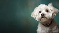 Maltipoo dog.Maltipoo dog portrait after grooming. Horizontal banner poster background. Copy space. Photo texture AI generated