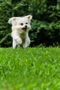 Maltipoo dog running and jumping in field