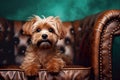 Maltipoo dog sitting on leather vintage chair. Generated ai