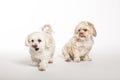 Maltipoo and Morkie Puppies