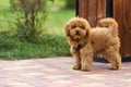 Maltipoo puppy. Adorable Maltese and Poodle mix Puppy