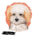 Maltipoo Puppy digital art illustration isolated on white