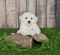 Maltipoo Puppy