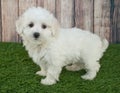 Maltipoo Puppy