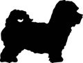 Maltipoo silhouette black Royalty Free Stock Photo