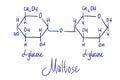 Maltose chemical structure. Vector illustration Hand drawn