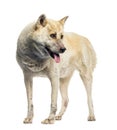 Maltreated Akita Inu in front of white background Royalty Free Stock Photo
