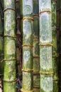 Maltreated bamboo trunks with scratched-in initials Royalty Free Stock Photo