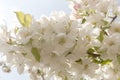 Malus bloesem, Malus blossom Royalty Free Stock Photo