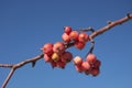 Crab apple tree Royalty Free Stock Photo