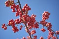 Crab apple tree Royalty Free Stock Photo