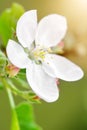 Malus Domestica, fresh apple blossom on the apple tree with sunshine Royalty Free Stock Photo