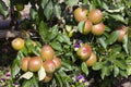 Malus domestica \'Meridian\' apples