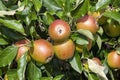 Malus domestica \'Meridian\' apples