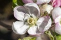 Malus Domestica `Scrumptious` apple blossom Royalty Free Stock Photo