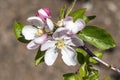 Malus Domestica `Scrumptious` apple blossom Royalty Free Stock Photo