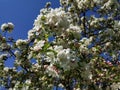Malus evereste, Apple flowers blooming Royalty Free Stock Photo