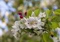 Close up of crab apple Malus `Evereste` fresh flower cluster and deep pink buds on tree branch.