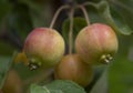 Malus evereste crab apple tree Royalty Free Stock Photo