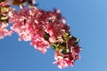 Malus halliana blossoming fruit tree an apple-tree against background of blue sky Royalty Free Stock Photo