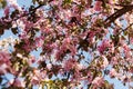 Malus halliana blossoming fruit tree an apple-tree against background of blue sky Royalty Free Stock Photo