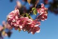 Malus halliana blossoming fruit tree an apple-tree Royalty Free Stock Photo