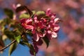 Malus halliana blossoming red fruit tree an apple-tree against background of blue sky Royalty Free Stock Photo