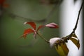 Malus Halliana