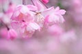 Malus halliana flower in spring Royalty Free Stock Photo