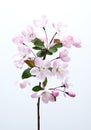 Malus halliana flower in spring Royalty Free Stock Photo