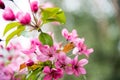 Malus Halliana Koehne Royalty Free Stock Photo