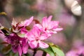 Malus Halliana Koehne Royalty Free Stock Photo