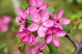 Malus Halliana Koehne Royalty Free Stock Photo