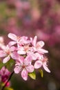 Malus Halliana Koehne Royalty Free Stock Photo