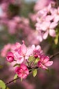 Malus Halliana Koehne Royalty Free Stock Photo