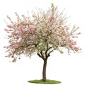 Malus Halliana Tree isolated on white background Royalty Free Stock Photo