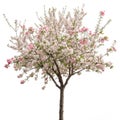 Malus Halliana Tree isolated on white background Royalty Free Stock Photo