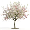Malus Halliana Tree isolated on white background Royalty Free Stock Photo