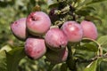 Fruits of the crap apple Malus `Nipissing` Royalty Free Stock Photo