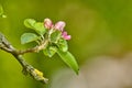 Malus pumila flower in a garden in summer. Beautiful and flourishing flowering plants open up and blossom on a flowerbed