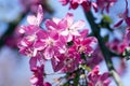 Malus royalty, ornamental apple tree, springtime, purple pink flowers on branches