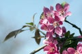 Malus royalty, ornamental apple tree, springtime, purple pink flowers on branches