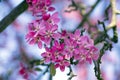 Malus royalty, ornamental apple tree, springtime, purple pink flowers on branches